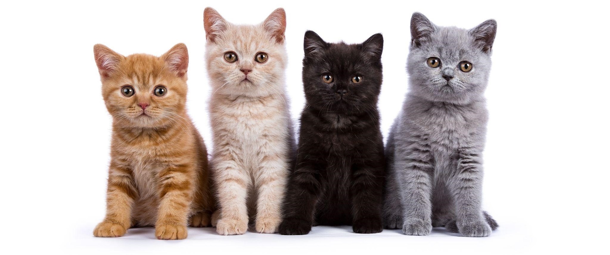 Purina purina